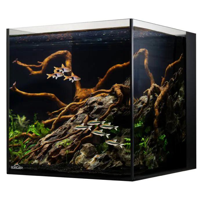 IceCap 20 Gallon Cube AIO Rimless Glass Aquarium - Ruby Mountain Aquarium supply