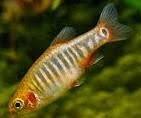 Micro Tiger Rasbora - Ruby Mountain Aquarium supply
