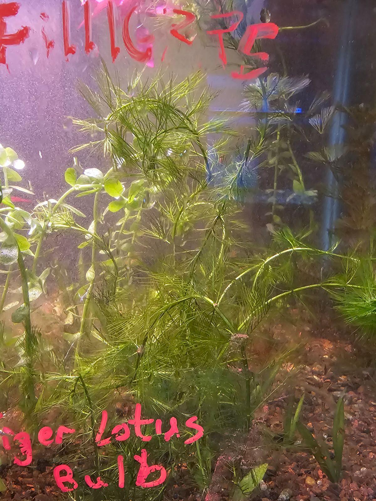 Myriophyllum 'Filigree' Simulans - Ruby Mountain Aquarium supply