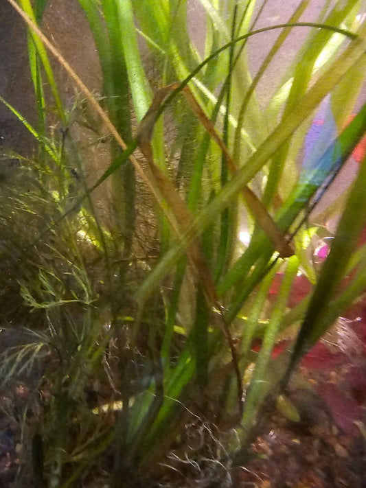 Narrow Leaf Sagittaria Subulata - Ruby Mountain Aquarium supply