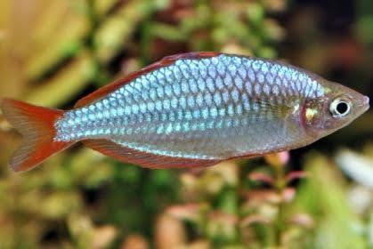 Neon Rainbowfish - Ruby Mountain Aquarium supply