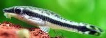 Otocinclus Catfish - Ruby Mountain Aquarium supply