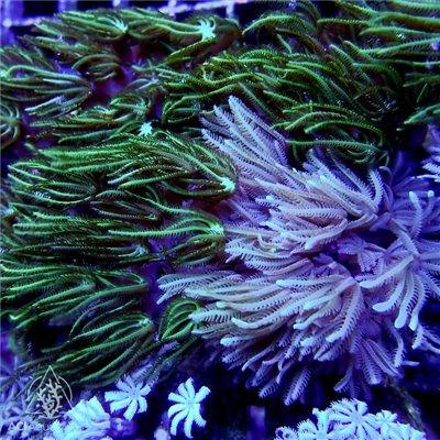 Pipe Organ Frags - Ruby Mountain Aquarium supply