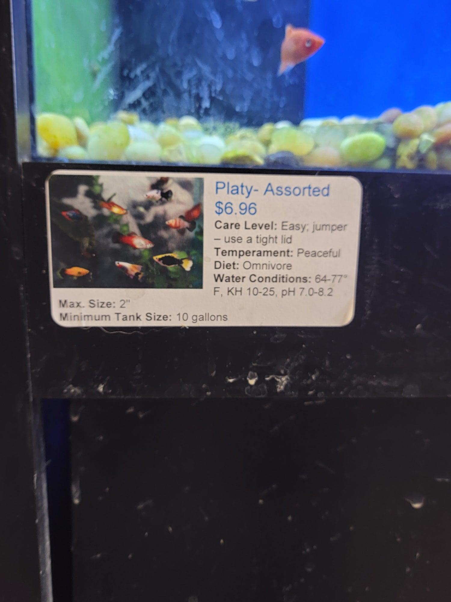 Platy-Assorted - Ruby Mountain Aquarium supply