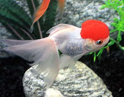 Red Cap Oranda Goldfish - Ruby Mountain Aquarium supply
