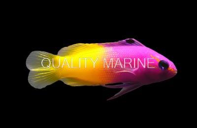 Royal Gramma Basslets - Ruby Mountain Aquarium supply