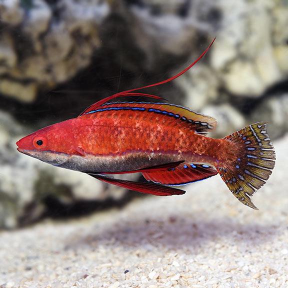 Social Fairy Wrasse - Ruby Mountain Aquarium supply
