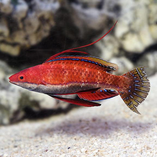 Social Fairy Wrasse - Ruby Mountain Aquarium supply