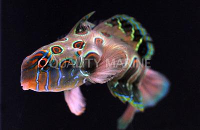 Spotted Mandarin Dragonet - Ruby Mountain Aquarium supply