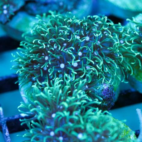 Star Polyps - Ruby Mountain Aquarium supply