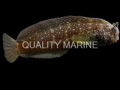 MAC Cert Starry Blenny - Ruby Mountain Aquarium supply