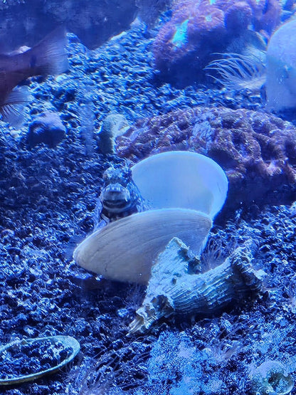 Starry Blenny - Ruby Mountain Aquarium supply