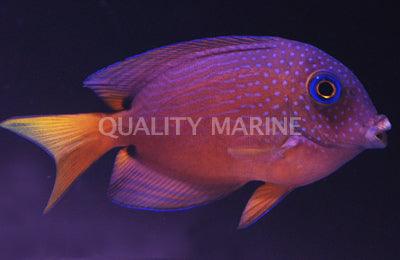 Two Spot Bristletooth Tang - Ruby Mountain Aquarium supply