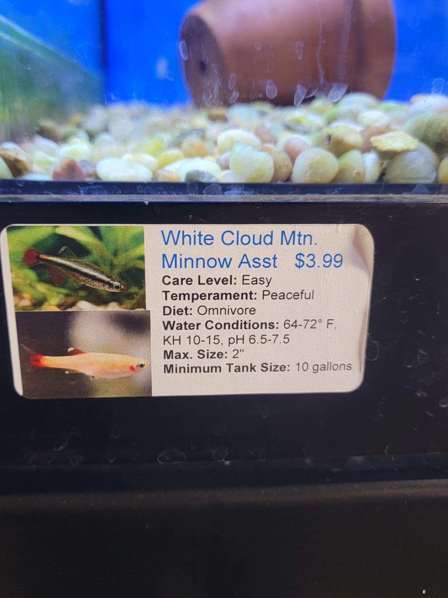 White Cloud Minnow Assort - Ruby Mountain Aquarium supply