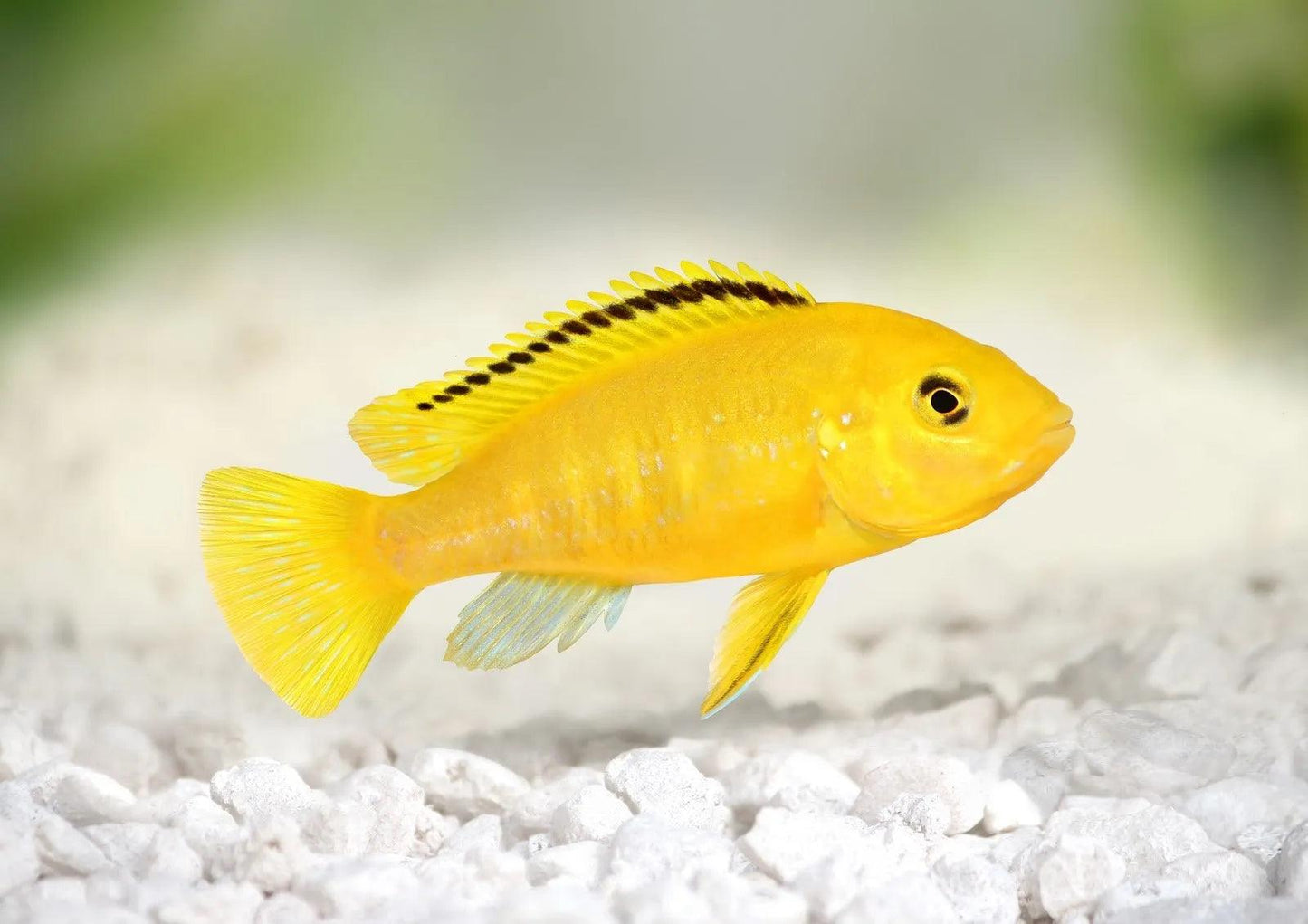 Yellow Lab Cichlid - Ruby Mountain Aquarium supply